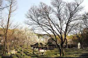 广州复建千年大佛寺 首期将建